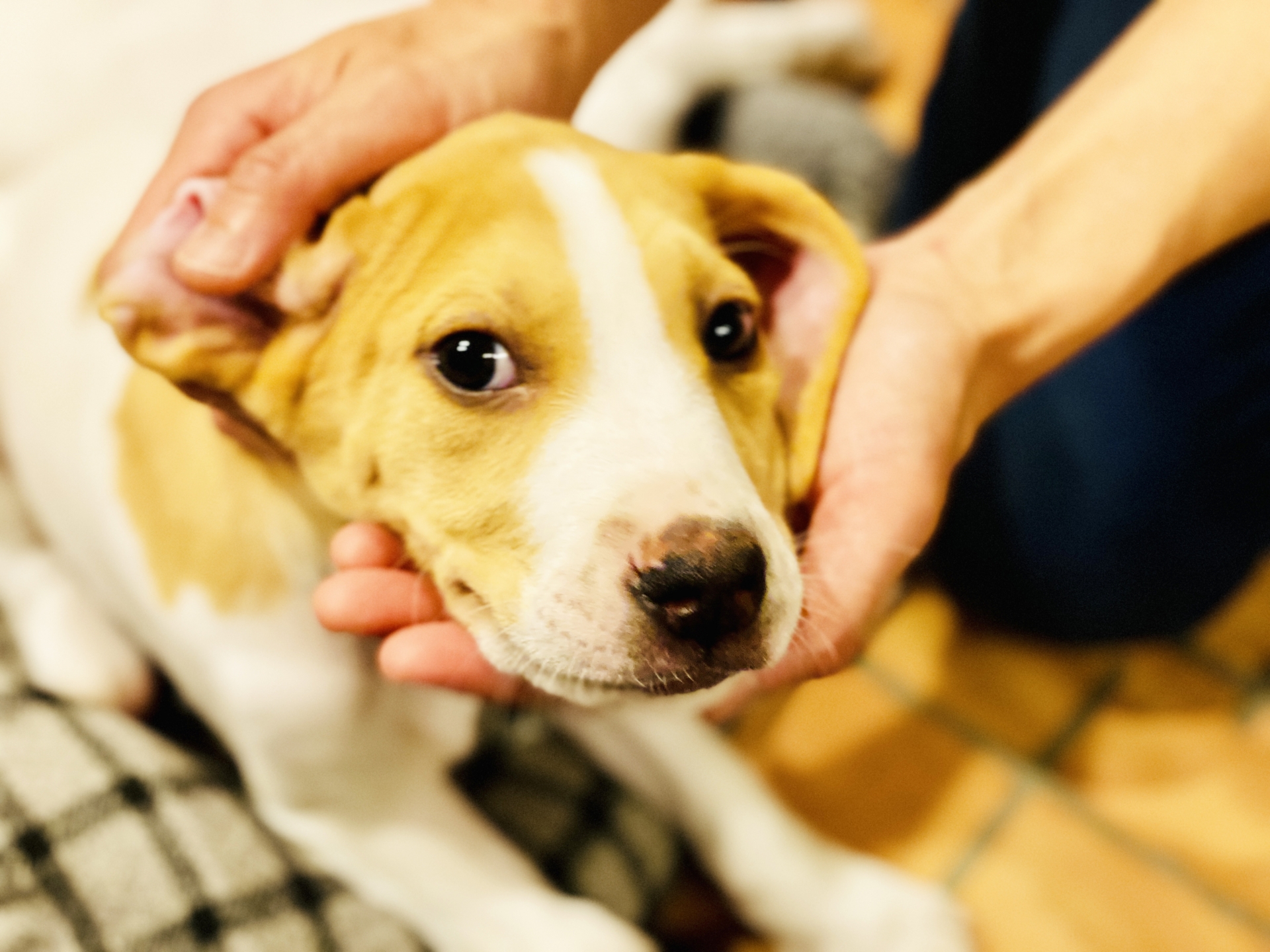 犬の耳掃除の注意点