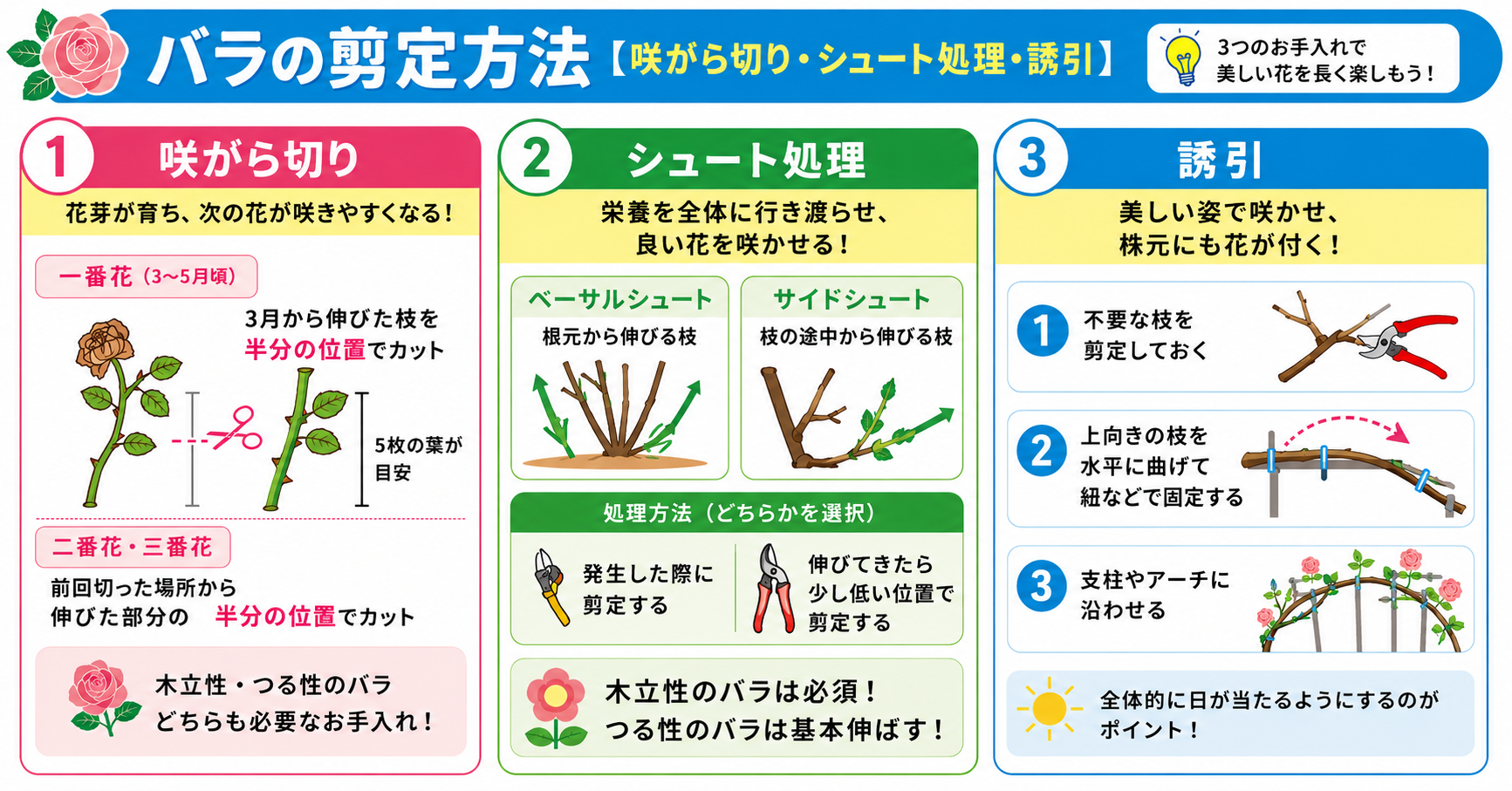 バラ（薔薇）の剪定方法【咲がら切り・シュート処理・誘引】