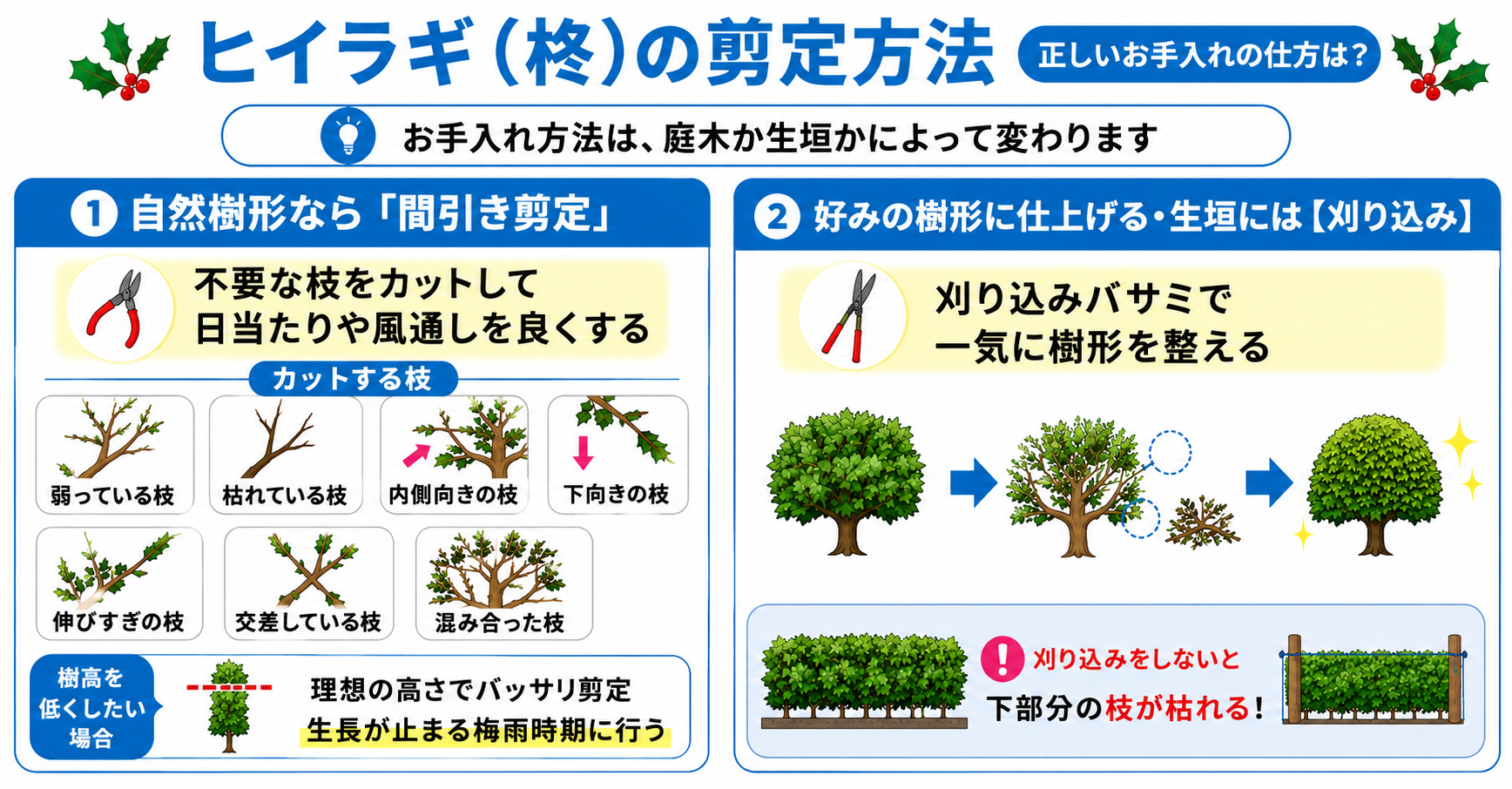 ヒイラギ(柊)の剪定方法