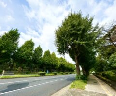 剪定予定の街路樹