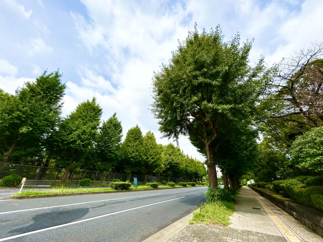 剪定予定の街路樹