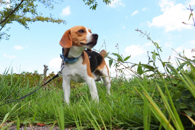 【大きさごと】トリミングのいらない犬種