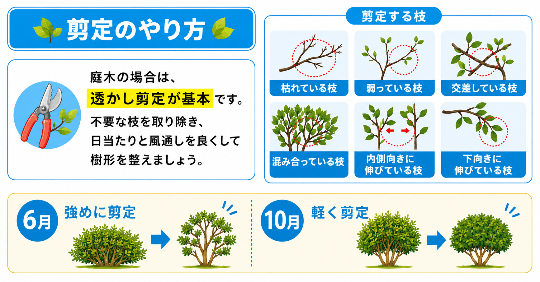 キンメツゲの剪定方法