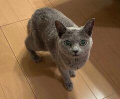 外壁塗装の臭いで落ち着けないペットの猫