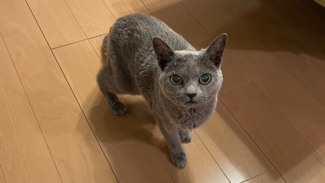 外壁塗装の臭いはペットに危険?犬・猫・インコ別の影響と安全対策