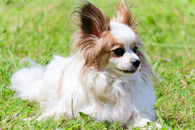 長毛だけどトリミングがいらない犬種