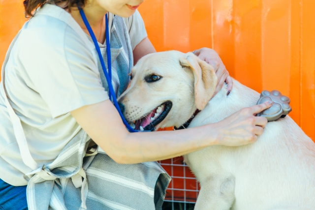 トリミング不要な犬種のお手入れ