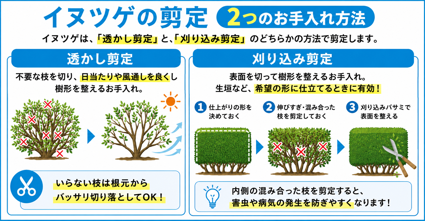 イヌツゲの剪定【2つのお手入れ方法】