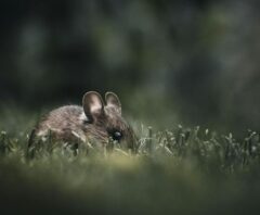 ダスキンのネズミ駆除の評判や口コミを確認中