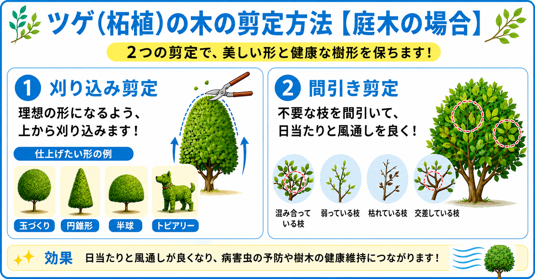 庭のツゲ(柘植)の木の剪定方法