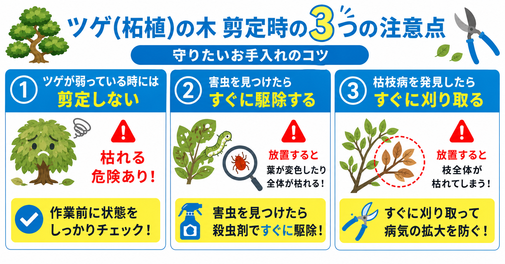 ツゲ(柘植)の木剪定時の注意点