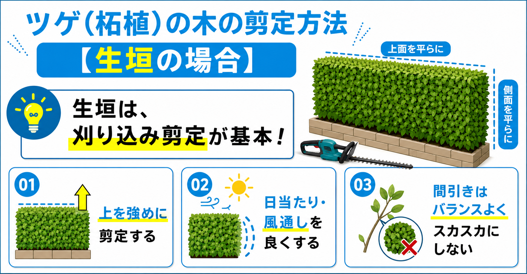 生垣のツゲ(柘植)の木の剪定方法
