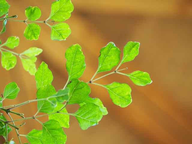 費用をかけて植樹した木の葉