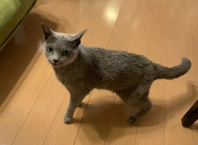 自分でDIYしたフロアコーティングでくつろぐペット
