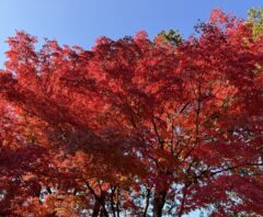ダニアレルギーが増える秋の紅葉