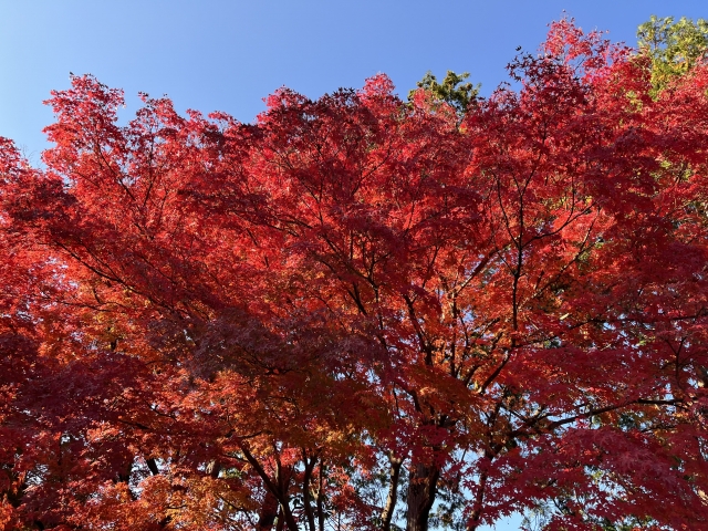 ダニアレルギーが増える秋の紅葉