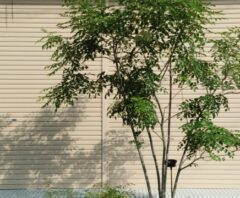 費用を調査中の植樹