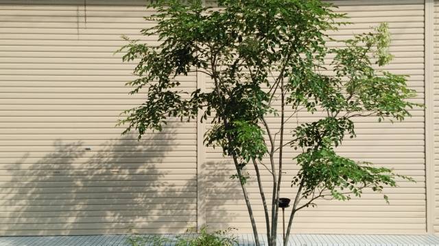 費用を調査中の植樹