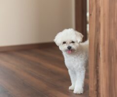 自分でフロアコーティングしたリビングにいるペット