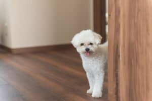自分でフロアコーティングしたリビングにいるペット