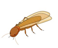 自分で駆除したいと思っている羽アリ