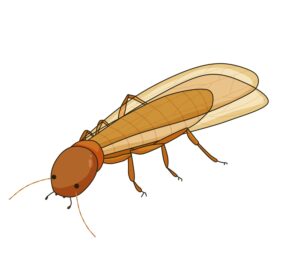 自分で駆除したいと思っている羽アリ