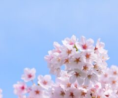 ダニが発生し始める春の桜