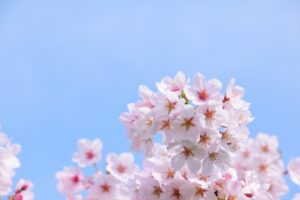 ダニが発生し始める春の桜
