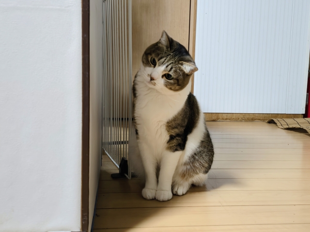 部屋に染み付いたペットの臭いを消す方法を調べている人の家のネコ