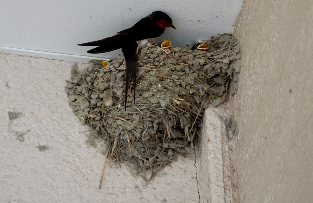 鳥の巣駆除