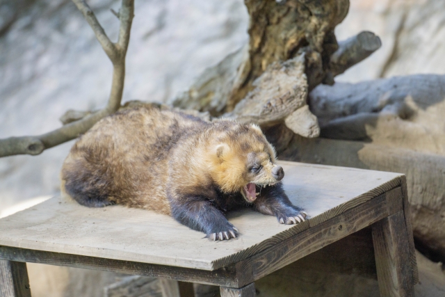 アナグマ駆除