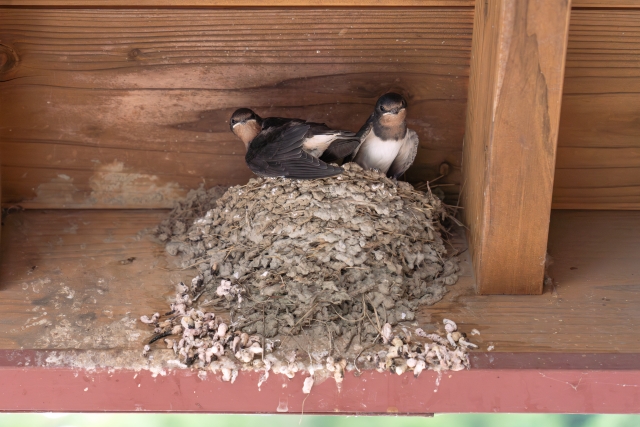 鳥の巣駆除・撤去は市役所に依頼できる？行政の対応や安く取り除くコツも解説