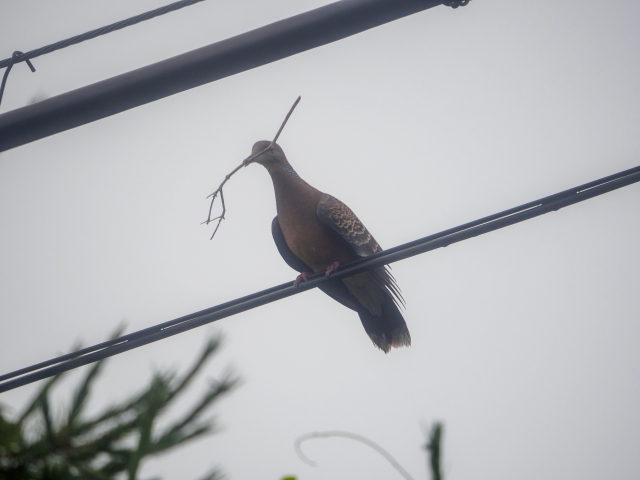 鳥の巣駆除