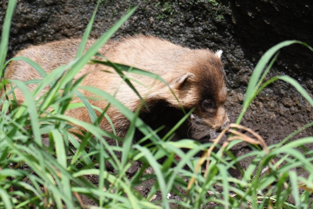 アナグマ駆除