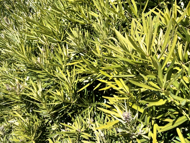 新芽が出る前のマキの木