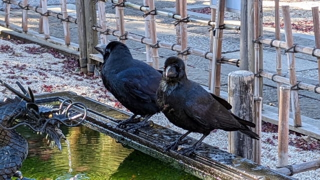鳥の巣駆除