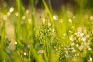 スギナの除草