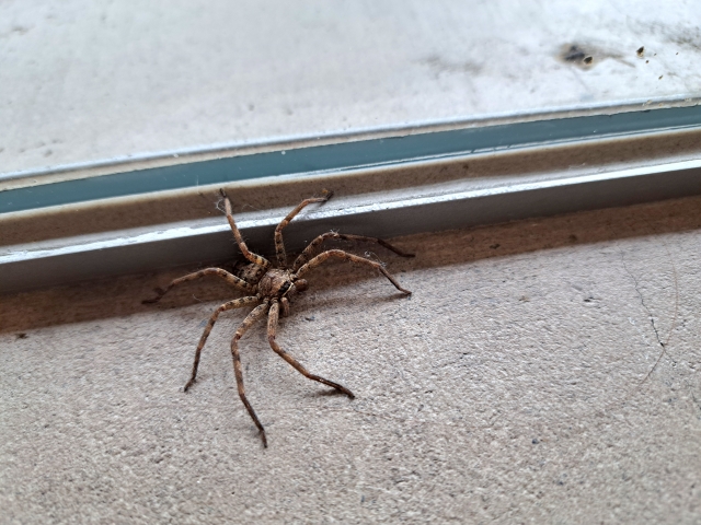 蜘蛛見失った