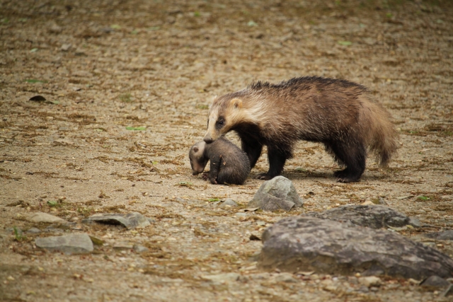 アナグマ駆除