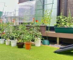 ゴキブリが出るデメリットがあるかもしれない人工芝