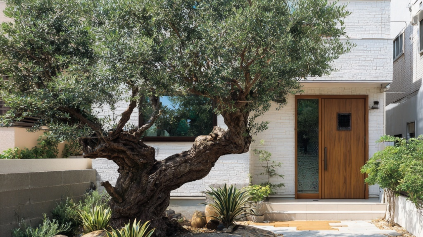 オリーブ1本と敷地入り口に新設した場合