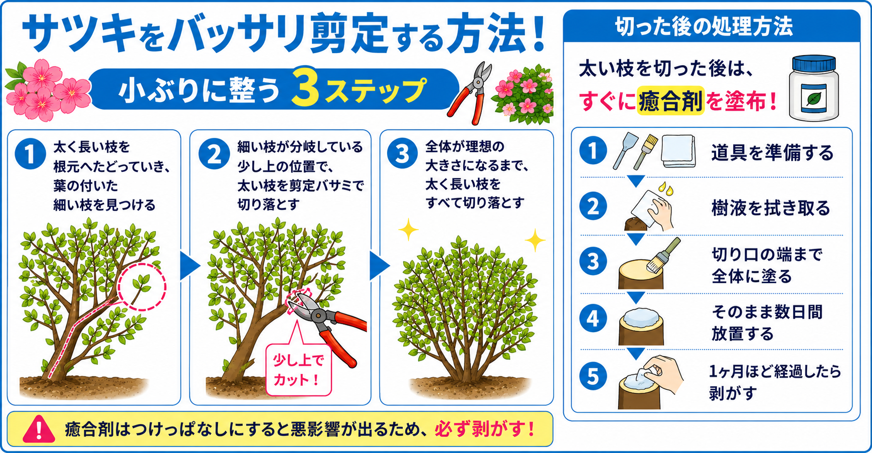 サツキをバッサリ剪定する方法！小ぶりに整う3ステップ