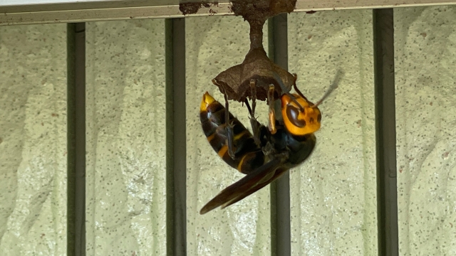 1匹でウロウロしていて巣を作っているスズメバチ