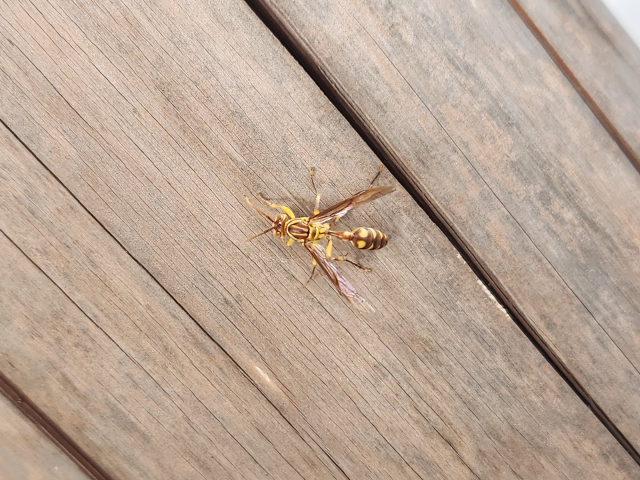 エアコンから出てきた蜂