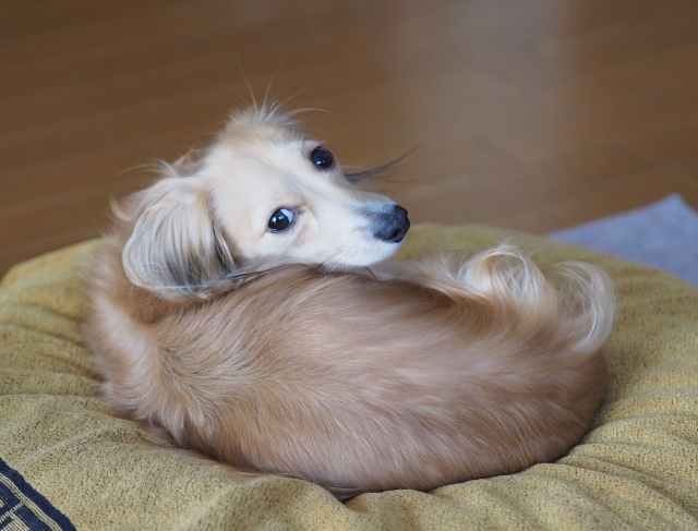 部屋に染み付いたペットの臭いを消す方法を調べている人の家でくつろぐ犬