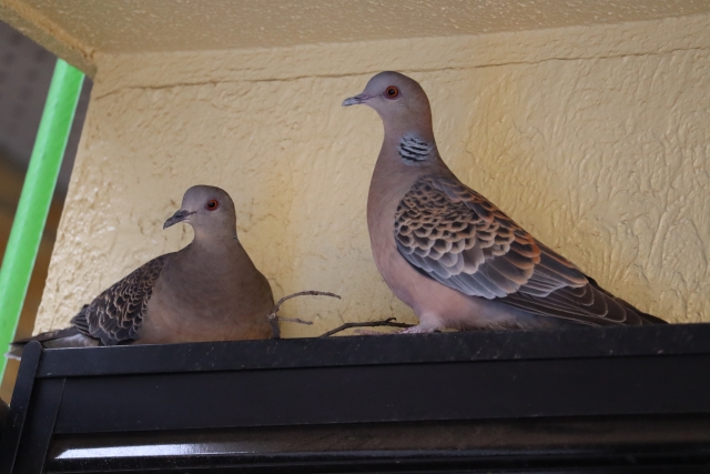 鳩110番