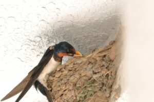 ツバメの巣の駆除