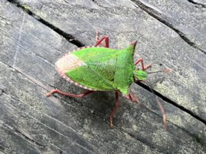 カメムシ駆除