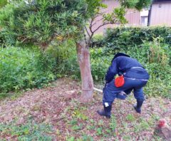 庭木の根元で草刈り作業をする作業員の様子