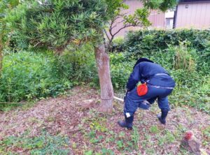 庭木の根元で草刈り作業をする作業員の様子